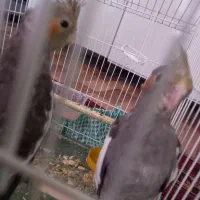 عروس هلندی فروشی ۴ ماهه