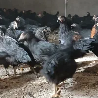 جوجه مرغ تاغچه|حیوانات مزرعه|مشهد, كنويست|دیوار