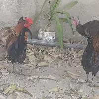 بوقلمون و خروس در بندر ریگ