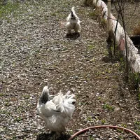 تخم مرغ  نطفه دار برهما