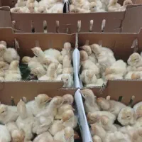 جوجه بوقلمون بیوتی ۶ یکروزه و۴۰روزه