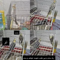 طوطی عروس هلندی لوتینو آلبینو ایزابلا دوکت۳تا۲۴ماه|پرنده|رشت, بلوار گیلان|دیوار