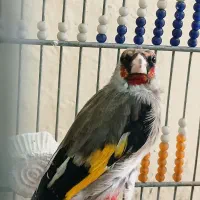 سهره دورگ نر و ماده معاوضه