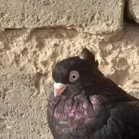 جفت صرب نرو ماده ۷ تومان