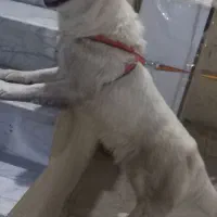 سگ هاسکی ماده سفید برفی