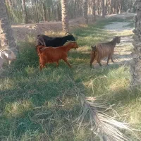 یک بز ابستن