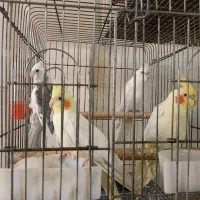 فروش فوری مرغ عشق