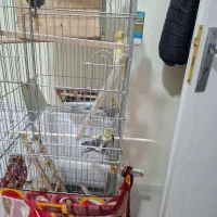 عروس هلندی|پرنده|پرند, فاز ۶|دیوار