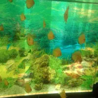 اکواریوم به همراه ماهی|ماهی|مشهد, کلاهدوز|دیوار