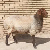یک راس قوچ همو