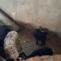 میش بره دار|حیوانات مزرعه|قزوین, |دیوار