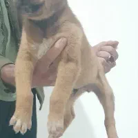 تول نژاد افغان