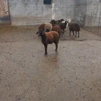 بره|حیوانات مزرعه|ازنا, |دیوار