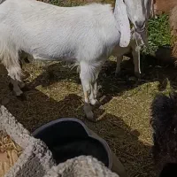 بز اسرائیل با کره