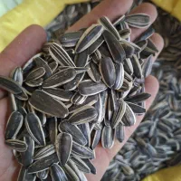 بذر تخمه آفتاب گردان