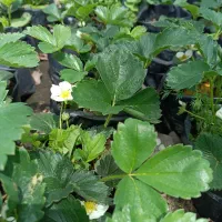 بوته توت فرنگی محلی