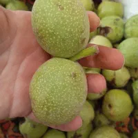 گردو کاغذی درشت بدون خرابی
