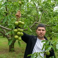 گــردو خوشه ای انگوری با باردهی بالا
