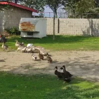 فروش قوغاز محلی|حیوانات مزرعه|ماکلوان, |دیوار