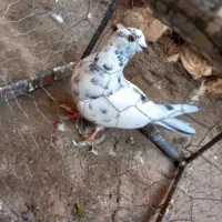 کفتر پرشی|پرنده|خوی, |دیوار