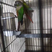 گرینچیک مولد|پرنده|ابهر, |دیوار