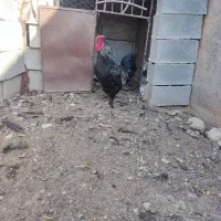 خروس سیاه