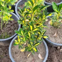 شمشاد|گل و گیاه طبیعی|رانکوه, |دیوار