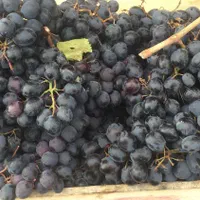 انگور دیم سردشت کردستان و انگور آبی تاکستان|خوردنی و آشامیدنی|تهران, خانی آباد نو جنوبی|دیوار
