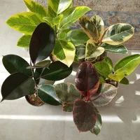 انواع گلهای اپارتمانی