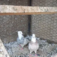 کبوتر طوقی کاکلی