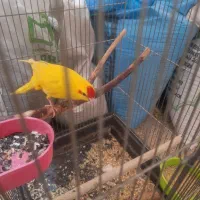 طوطی کاکاریکی