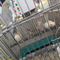 فروش عروس هلندی