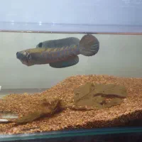 چانا بلو‌پالچرا|ماهی|لنجان, |دیوار