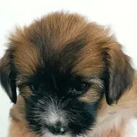 واگذاری سگ شیتزو