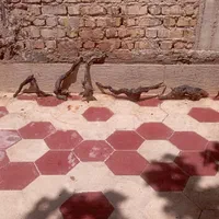 ریشه و تنه درخت آبنوس|ماهی|شیراز, شهرک سراج‎|دیوار