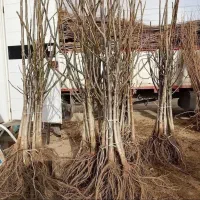 خدمات نهال|گل و گیاه طبیعی|شیراز, باغ تخت|دیوار