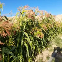 جارو کشاورزی