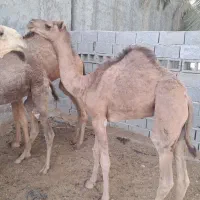 کوات نر پاکستانی