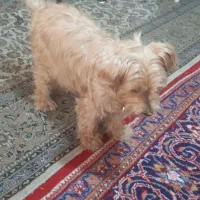 سگ تریر|سگ|تهران, تاکسیرانی|دیوار