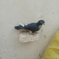 نر نابلد در خاش|پرنده|خاش, |دیوار