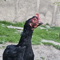 مرغ لاری