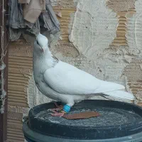 پرنده جوان رنگی خوب آینده دار قیمتمناسب|پرنده|اقبالیه, |دیوار