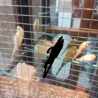 دو جفت مرغ عشق و یه جفت فنج پرستار