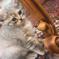 بچه گربه برتیش