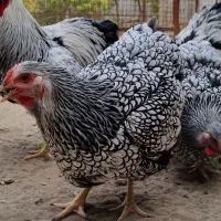 جوجه ویاندوت (مرغ و خروس فروش ندارم فقط جوجه)