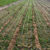 نشا «برگ قرمز »بنیاد کاکی(پزه )|خدمات باغبانی و درختکاری|کاکی, |دیوار