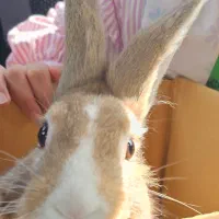 خرگوش