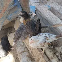 نیمچه مرغ و خروس گلین چهل تاج ریشو زیر مرغی