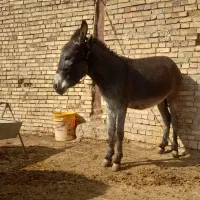 خر گله ای|حیوانات مزرعه|اصفهان, محمودآباد|دیوار