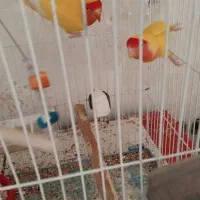 جفت کوتوله کار آماده برای جوجه کشی